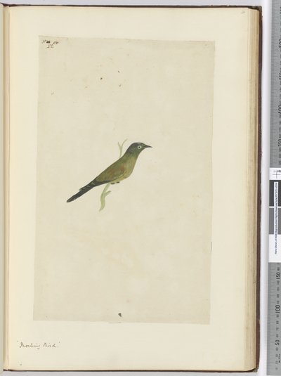 F.22 Gúnyos madár, 1772-75 (wc) alkotó: Isaac Smith