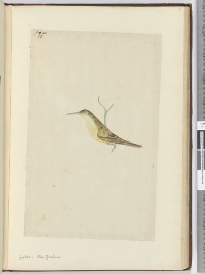 F.28 Kakukk. Új-Zéland, 1772-75 (wc) alkotó: Isaac Smith