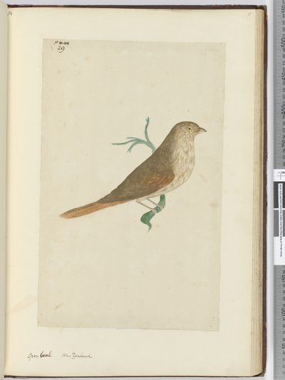F.29 Durva csőr. Új-Zéland, 1772-75 (wc) alkotó: Isaac Smith