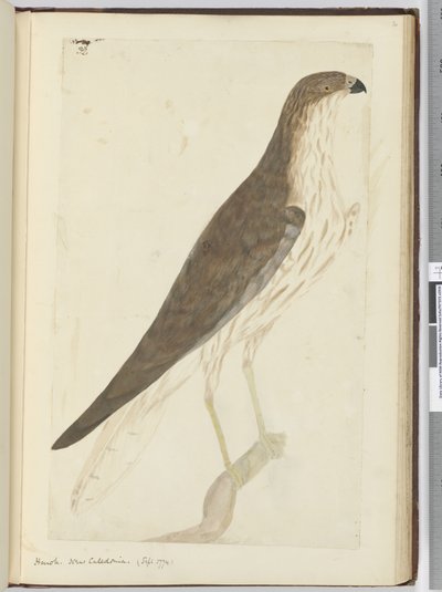F.32 Hawk. Új-Kaledónia. (1774. szept.), 1772-75 (wc) alkotó: Isaac Smith