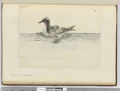 F.37a Pintado. Látva a magas déli szélességben, 1772-75 (wc) alkotó: Isaac Smith