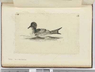 F.37b Pintado. Látva a magas déli szélességben, 1772-75 (wc) alkotó: Isaac Smith
