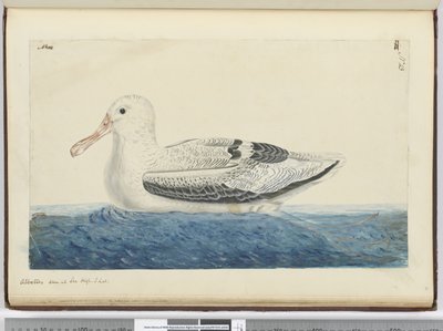 F.43 Albatrosz. Tenger magasságában S. lat., 1772-75 (wc) alkotó: Isaac Smith