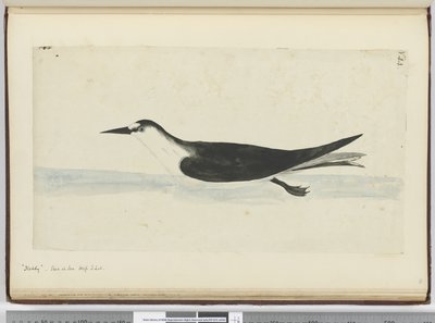 F.44 Noddy. Tenger magasságában S. lat., 1772-75 (wc) alkotó: Isaac Smith