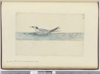 F.45 A Jóreménység-fok közelében látható kis szürke vadállat(?). 1772. október, 1772-75 (wc) alkotó: Isaac Smith
