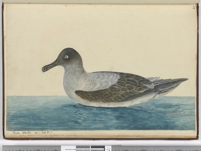 F.49 Kis albatrosz lat. 65 S., 1772-75 (wc) alkotó: Isaac Smith