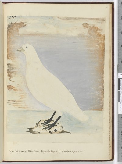F.51 Egy új madár a Staten Island-i Tierra del Fuego-n 1774. január. Állítólag a parton táplálkozik, 1772-75 (wc) alkotó: Isaac Smith