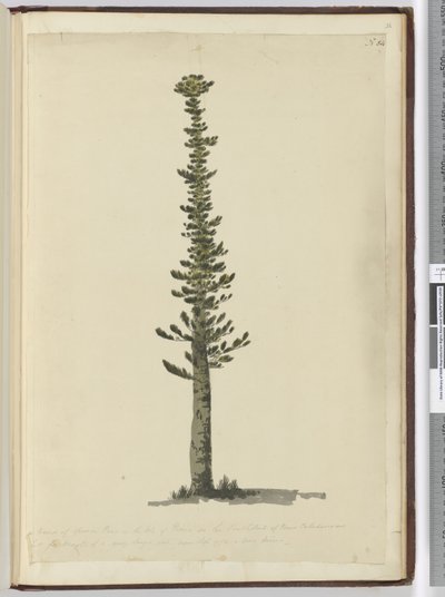 F.54 Lucfenyőfajta a Pines-szigeten, Új-Kaledónia déli végén, és nagyon magas árbocokhoz való. Látva 1774. szeptember..., 1772-75 (wc) alkotó: Isaac Smith