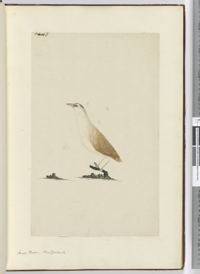 F.8 Kis lile. Új-Zéland, 1772-75 (wc) alkotó: Isaac Smith