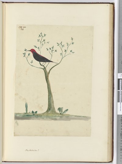f.24 New Hebrides ?, 1772-75 (wc) alkotó: Isaac Smith