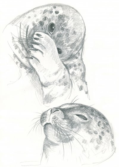 Szürkefókák rajza alkotó: Isabelle Brent