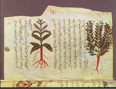 Ms. Arabe 4947 fol.84, Növények Dioscoride értekezéséből, 13. század alkotó: Islamic School