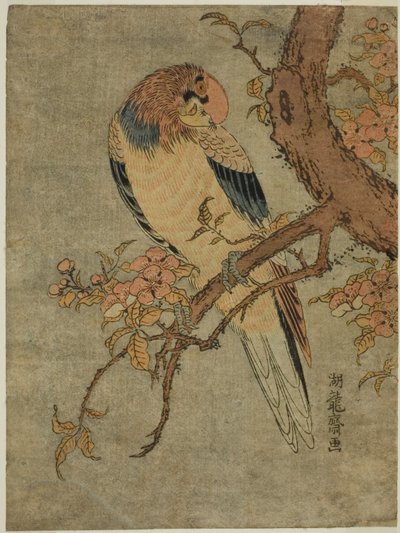 Papagáj a birsfán alkotó: Isoda Koryusai