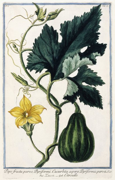 Egy tök, 1772-1784 alkotó: Italian School