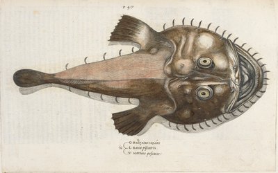 Varangyhal, illusztráció az „Aquatilium Animalium Historiæ liber primus”-ból, Ippolito Salviani alkotó: Italian School