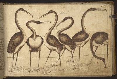 Hozzáadás. 82955, f.110 Madarak.   , a Historia Animaliumtól, (245 különböző állatfajtáról és mitikus lényről készült toll- és tusrajzból áll, mindegyikhez leírás tartozik.)    1595 alkotó: Italian School
