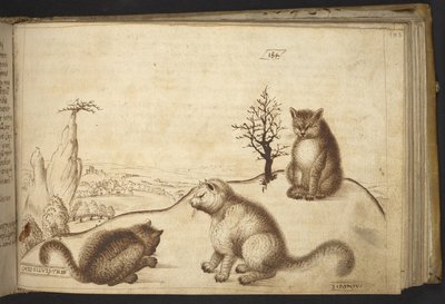 Hozzáadás. 82955, f.183 Vadmacska („cato silvestre”).  , a Historia Animaliumtól, (245 különböző állatfajtáról és mitikus lényről készült toll- és tusrajzból áll, mindegyikhez leírás tartozik.)    1595 alkotó: Italian School