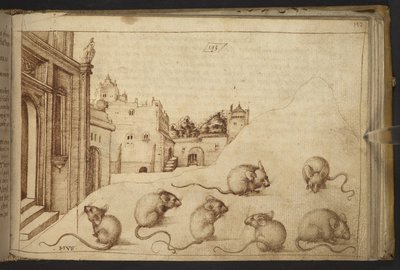 Hozzáadás. 82955, f.192   Egerek („musz”).  , a Historia Animaliumtól, (245 különböző állatfajtáról és mitikus lényről készült toll- és tusrajzból áll, mindegyikhez leírás tartozik.)    1595 alkotó: Italian School