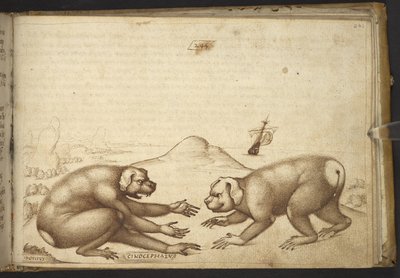 Hozzáadás. 82955, f.244 Kutyaszerű lények verekednek ("Cinocephalus")., a Historia Animaliumból alkotó: Italian School