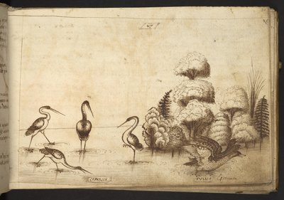 Hozzáadás. 82955, f.26 gázlómadarak (