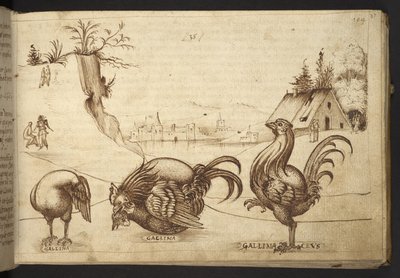 Hozzáadás. 82955, f.37   Csirkék (