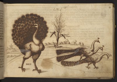 Hozzáadás. 82955, f.53 Pávák (