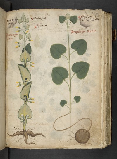 Adja hozzá az MS 41623 "A gyógynövény", Belluno (tinta és szín a pergamen) alkotó: Italian School