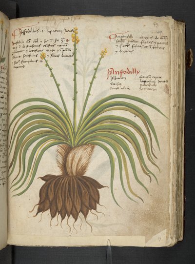 Adja hozzá az MS 41623 "A gyógynövény", Belluno (tinta és szín a pergamen) alkotó: Italian School
