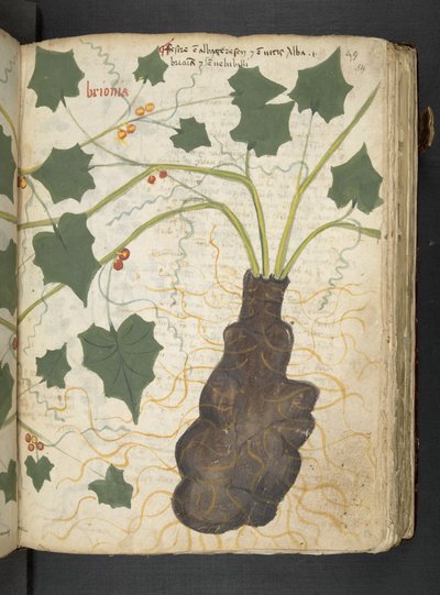 Adja hozzá az MS 41623 "A gyógynövény", Belluno (tinta és szín a pergamen) alkotó: Italian School