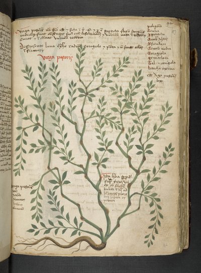 Adja hozzá az MS 41623 "A gyógynövény", Belluno (tinta és szín a pergamen) alkotó: Italian School