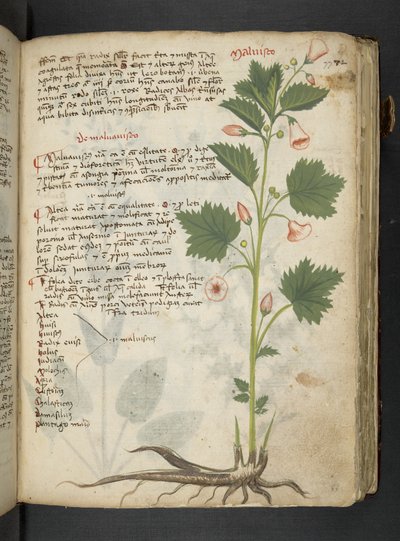 Adja hozzá az MS 41623 "A gyógynövény", Belluno (tinta és szín a pergamen) alkotó: Italian School