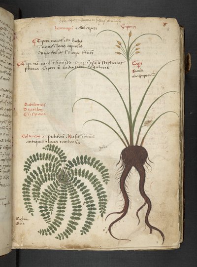 Adja hozzá az MS 41623 "A gyógynövény", Belluno (tinta és szín a pergamen) alkotó: Italian School