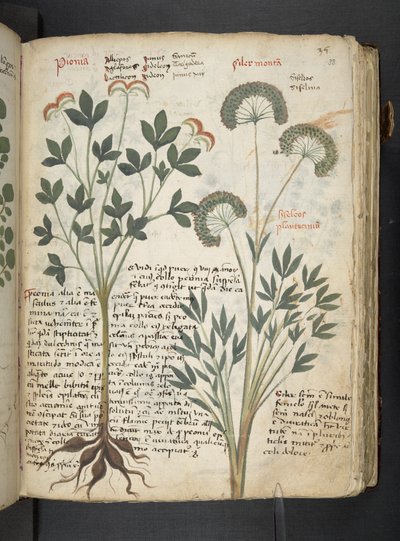 Adja hozzá az MS 41623 "A gyógynövény", Belluno (tinta és szín a pergamen) alkotó: Italian School