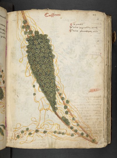 Adja hozzá az MS 41623 "A gyógynövény", Belluno (tinta és szín a pergamen) alkotó: Italian School