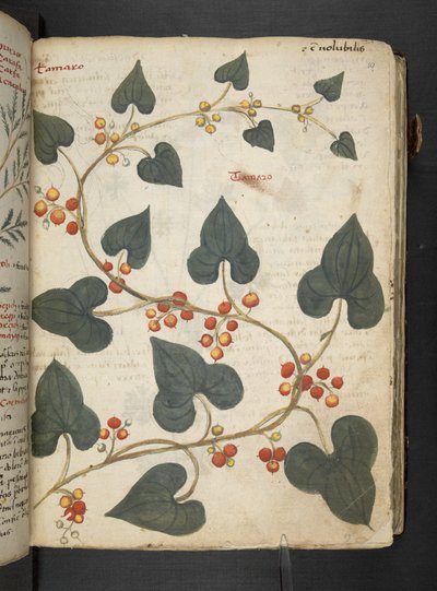 Adja hozzá az MS 41623 "A gyógynövény", Belluno (tinta és szín a pergamen) alkotó: Italian School