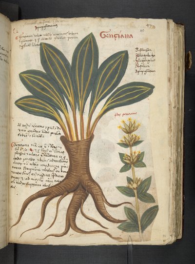 Adja hozzá az MS 41623 "A gyógynövény", Belluno (tinta és szín a pergamen) alkotó: Italian School