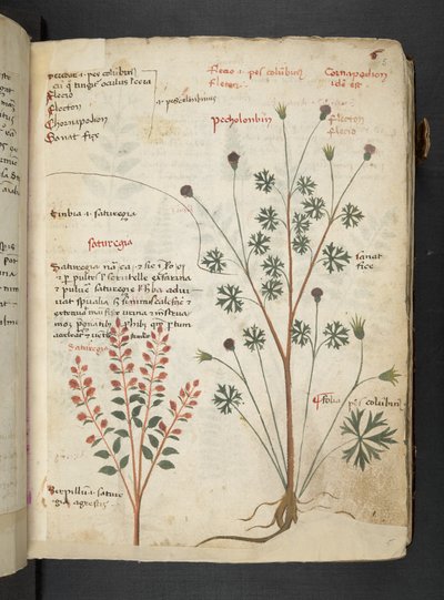 Adja hozzá az MS 41623 "A gyógynövény", Belluno (tinta és szín a pergamen) alkotó: Italian School