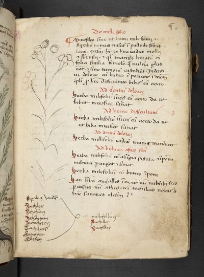 Adja hozzá az MS 41623 "A gyógynövény", Belluno (tinta és szín a pergamen) alkotó: Italian School