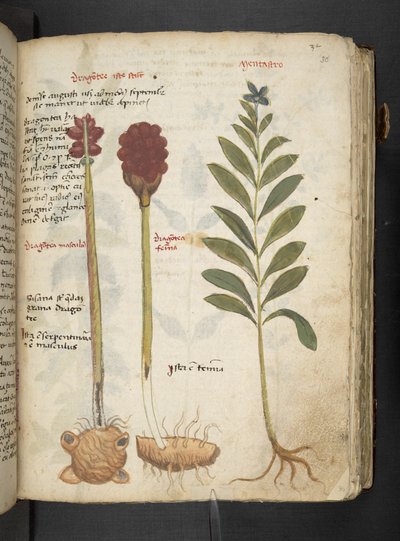 Adja hozzá az MS 41623 "A gyógynövény", Belluno (tinta és szín a pergamen) alkotó: Italian School