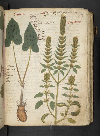 Adja hozzá az MS 41623 "A gyógynövény", Belluno (tinta és szín a pergamen) alkotó: Italian School
