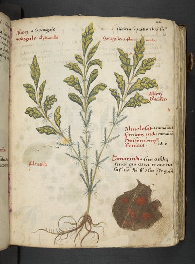 Adja hozzá az MS 41623 "A gyógynövény", Belluno (tinta és szín a pergamen) alkotó: Italian School