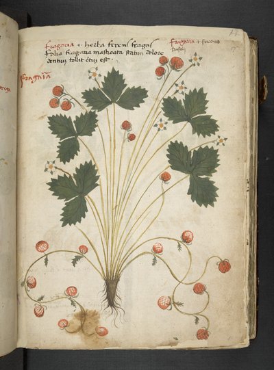 Adja hozzá az MS 41623 "A gyógynövény", Belluno (tinta és szín a pergamen) alkotó: Italian School