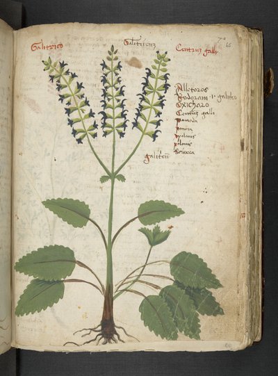 Adja hozzá az MS 41623 "A gyógynövény", Belluno (tinta és szín a pergamen) alkotó: Italian School