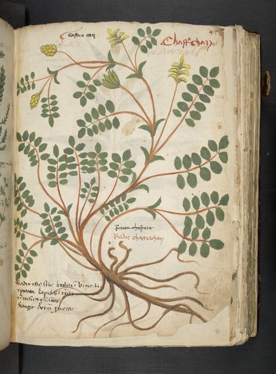 Adja hozzá az MS 41623 "A gyógynövény", Belluno (tinta és szín a pergamen) alkotó: Italian School