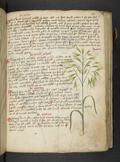 Adja hozzá az MS 41623 "A gyógynövény", Belluno (tinta és szín a pergamen) alkotó: Italian School