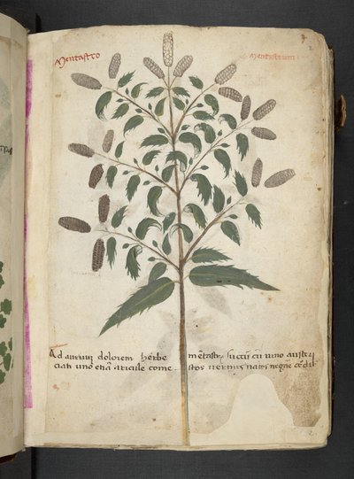 Adja hozzá az MS 41623 "A gyógynövény", Belluno (tinta és szín a pergamen) alkotó: Italian School