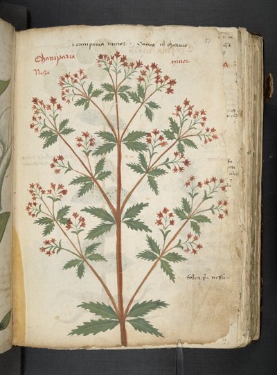 Adja hozzá az MS 41623 "A gyógynövény", Belluno (tinta és szín a pergamen) alkotó: Italian School
