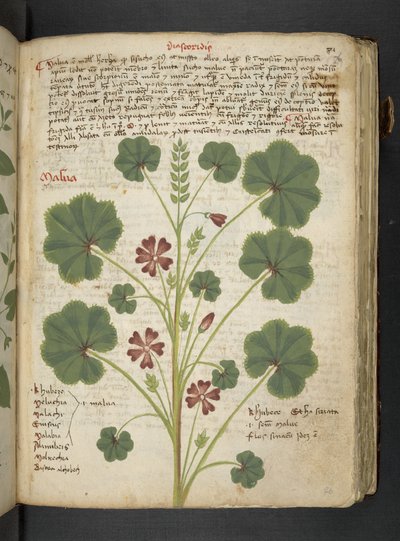 Adja hozzá az MS 41623 "A gyógynövény", Belluno (tinta és szín a pergamen) alkotó: Italian School