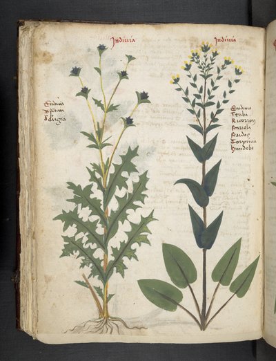 Adja hozzá az MS 41623 "A gyógynövény", Belluno (tinta és szín a pergamen) alkotó: Italian School