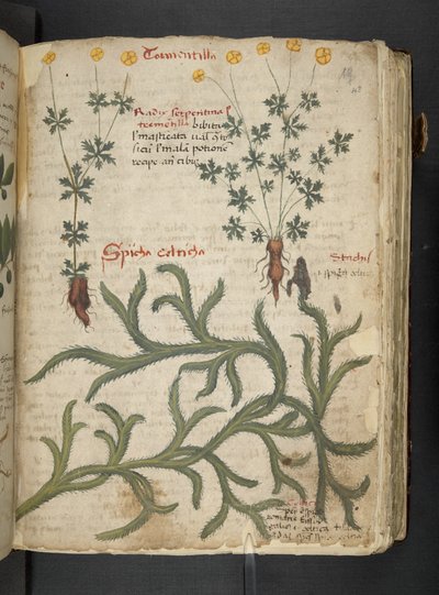 Adja hozzá az MS 41623 "A gyógynövény", Belluno (tinta és szín a pergamen) alkotó: Italian School